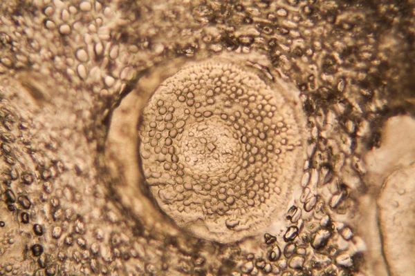 显微镜下的洋葱根细胞 — 图库照片