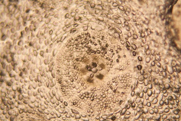 soğan kök hücreleri mikroskop