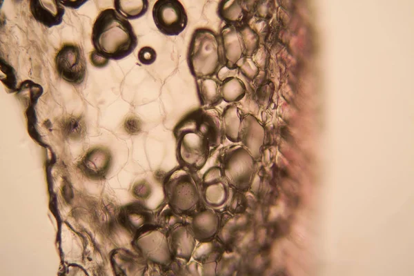 Cibule Kořenové Buňky Mikroskopu — Stock fotografie