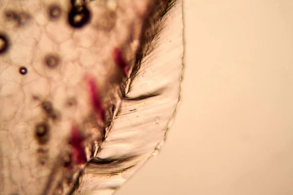 Корневые Клетки Лука Микроскопом — стоковое фото