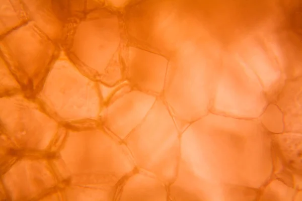 Células Cenoura Microscópio — Fotografia de Stock