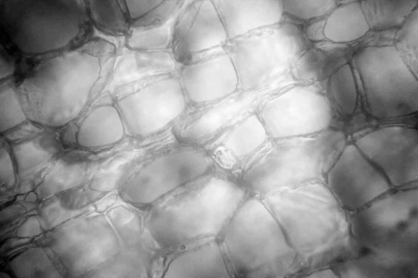 顕微鏡でニンジン培養細胞 — ストック写真