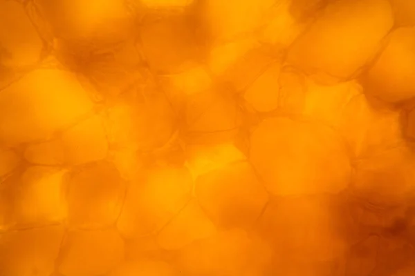 Морковные Клетки Микроскопом — стоковое фото