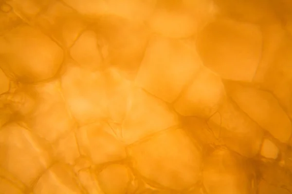 Carrot Cells Microscope — Stock Photo, Image