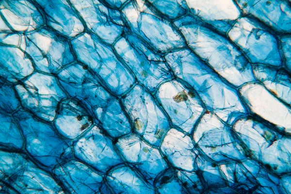 Zwiebelzellen Unter Dem Mikroskop Stockbild