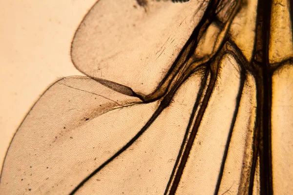 Μέλισσα Πτέρυγα Στο Μικροσκόπιο — Φωτογραφία Αρχείου
