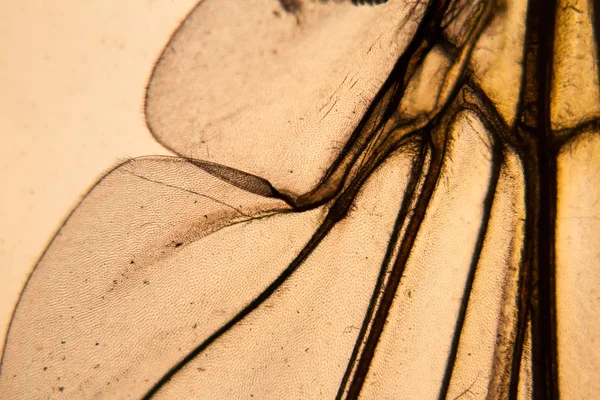 Aile Abeille Microscope — Photo