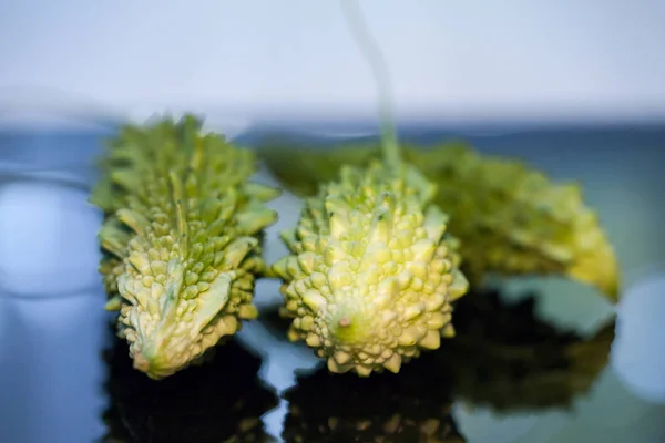 Momordica Charantia Sour Cucumber — Stock Photo, Image