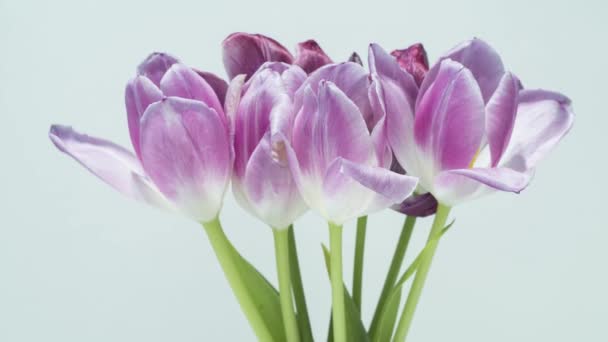 Tulips drying - time lapse — Stock Footage Tulips Drying Time Lapse Stock Video
