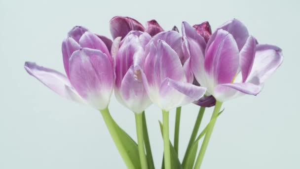 Tulips Drying Time Lapse — Stock Video