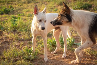 Köpek sinirlenir ve onun hoşnutsuzluk gösterir, saldırı uyarı 