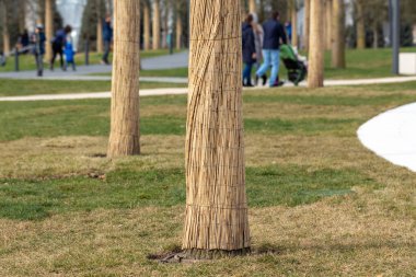 Ağaç gövdesinin dondan korunması. Kış için hazırlanıyor..