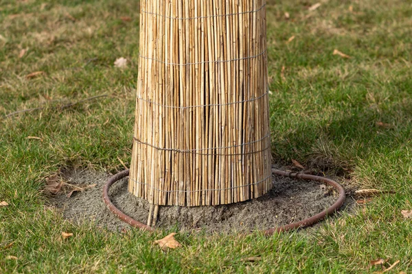 Ağaç gövdesinin dondan korunması. Kış için hazırlanıyor..