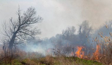 Ateşle. Tarlada otlar yanıyor..