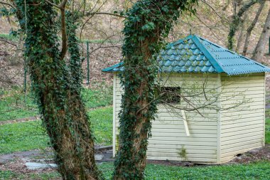 Ormandaki ağaç gövdesi. Yakın plan. Sarmaşıkla kaplanmış ağaç gövdesi..