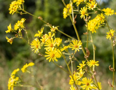 Sarı papatya Doronicum bir aster ailesidir..