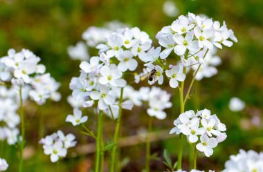 Ormanda beyaz bahar çiçekleri.