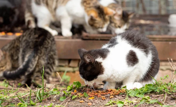 Gatos sin hogar en una calle de la ciudad. La gente alimenta animales abandonados . — Foto de Stock