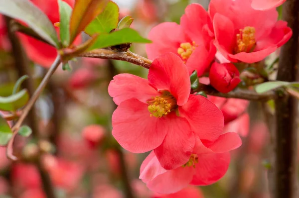 Henomeles or Japanese quince . A branch of a flowering plant close-up.