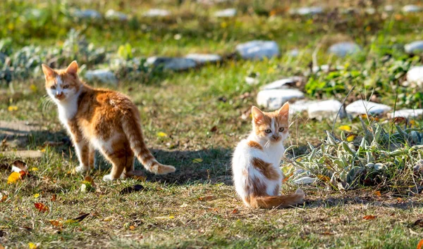 Gato en la calle. Todos los gatos son sin hogar e independientes . — Foto de Stock