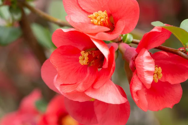Henomeles or Japanese quince . A branch of a flowering plant close-up.