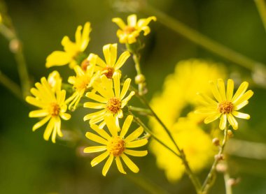 Sarı papatya Doronicum bir aster ailesidir..