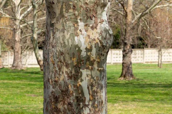 A tree without bark. Plane tree or Chinar.