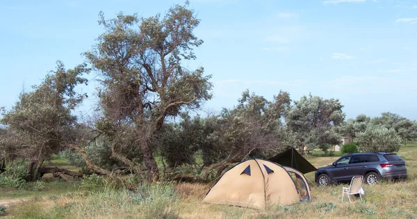 Russland Krasnodar September 2019 Asowsches Meer Zelten Meer Wilder Olivenbaum — Stockfoto