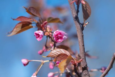 Mavi arka planda pembe çiçek.