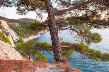 Denizin arka planında bir ağaç gövdesi. Çam Ormanı.