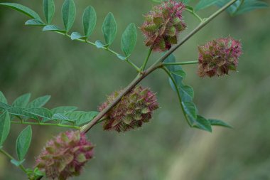 Tüylü yeşil bitkiler. - Rusya. Krasnodar.