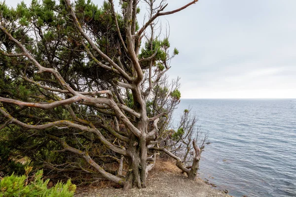 Denizin arka planına karşı ardıç çalısı. Sıra dışı şekilli bir ağaç..