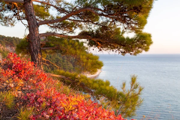 Denizin arka planında güzel bir sonbahar manzarası. Yerde parlak turuncu yapraklar var..