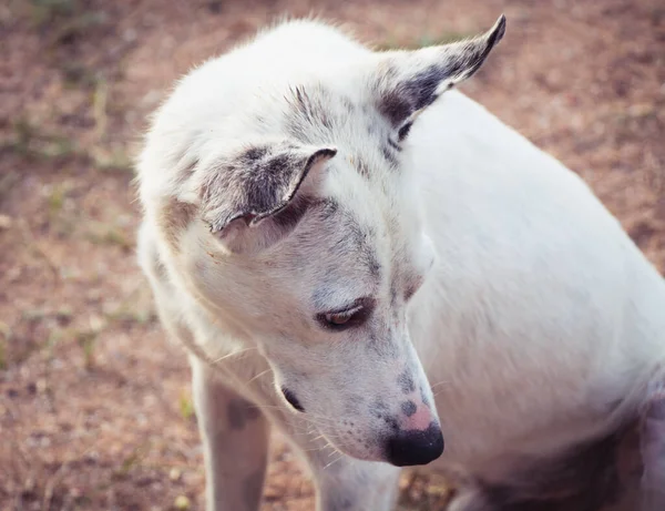 Портрет Білого Курка Безпритульний Собака — стокове фото