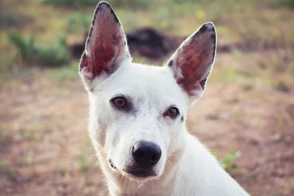 Portrait White Cur Homeless Dog — Stock Photo, Image