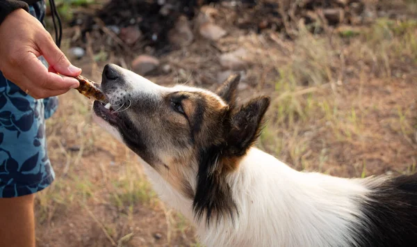 Bir adam sokak köpeğini besler. Bir adam bir köpeğe yemek uzatır.