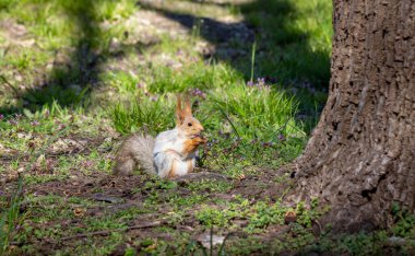 Küçük sincaplar yerde oturur ve fındık yerler..