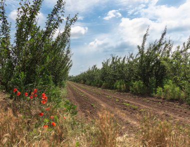 Meyve tarlasının arka planında kırmızı gelincikler.