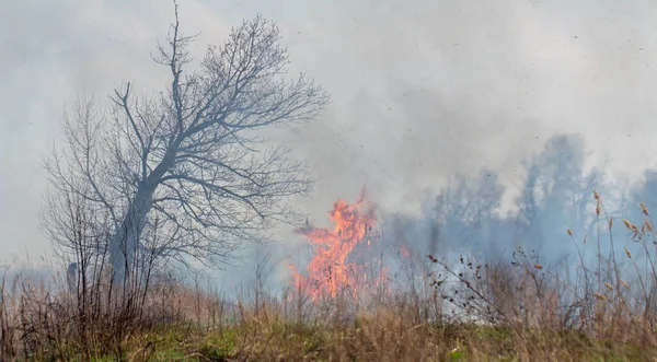 Ateşle. Tarlada otlar yanıyor..