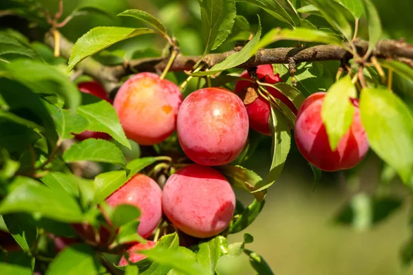 Olgun kiraz eriği bir ağaç dalında.