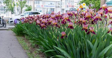 Bahçede büyüyen güzel iris çiçekleri