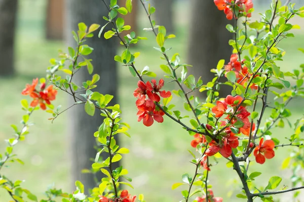 Parkın arka planında çiçek açan dal.
