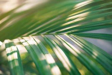 Gölgeli palmiye yaprağı deseni.