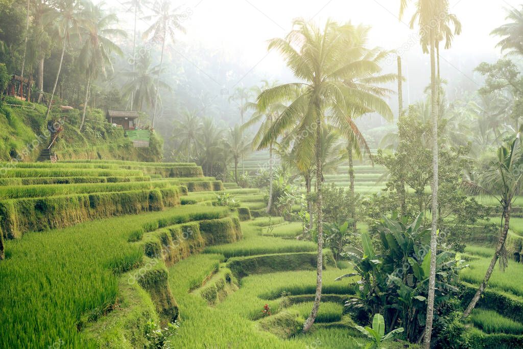Rice terraces in the morning light near Tegallalang village, Ubud, Bali, Indonesia.