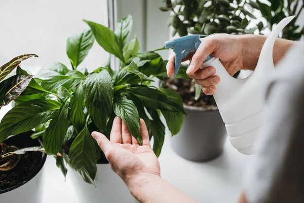 Man spraying water on a house plant with a sprayer. — Stock Photo, Image