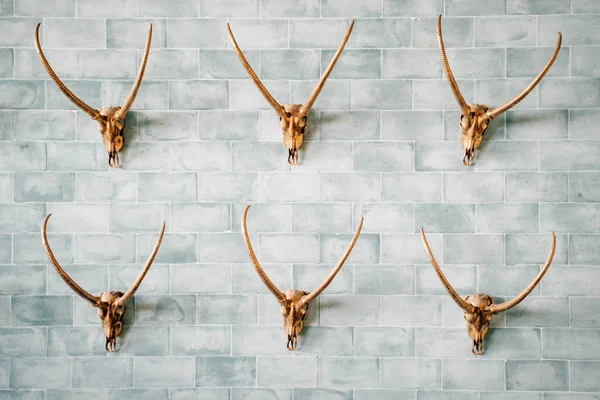 Decorated and carved gold animal skulls on the brick blue wall. Unusual and different decoration of interior.