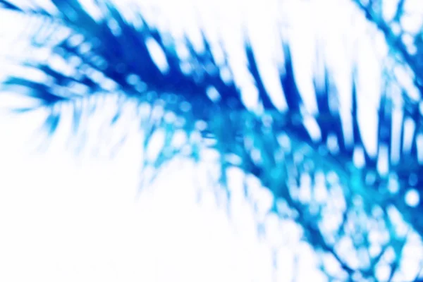 Defocused palm branch in the blue color