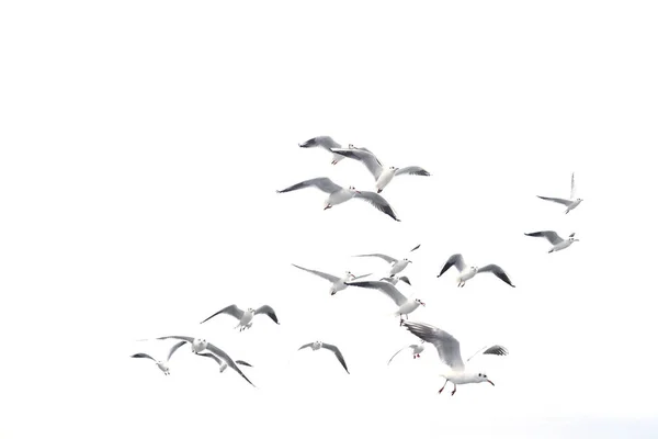 Isolated flying birds on the white.