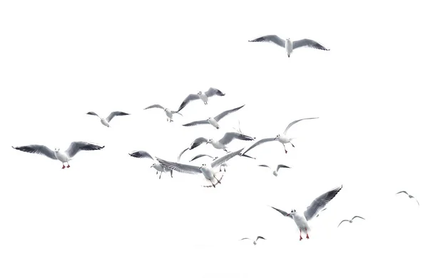 Aves voadoras isoladas no branco . — Fotografia de Stock