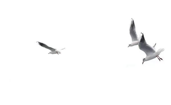 Isolated flying birds on the white.